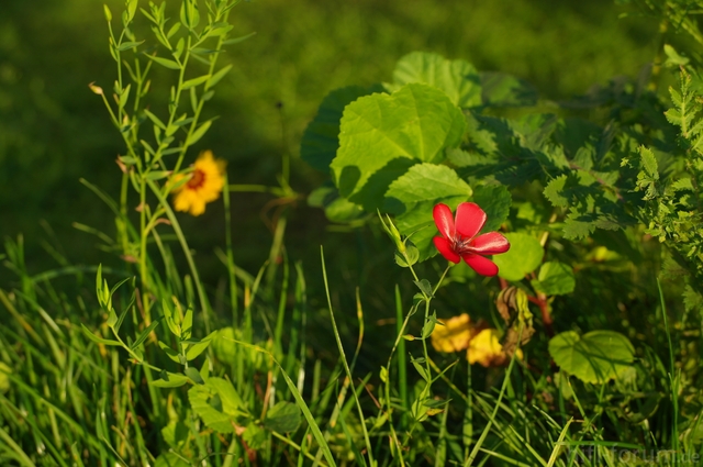 Wiesenblumen