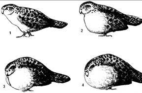 Kakapo Booming Postures