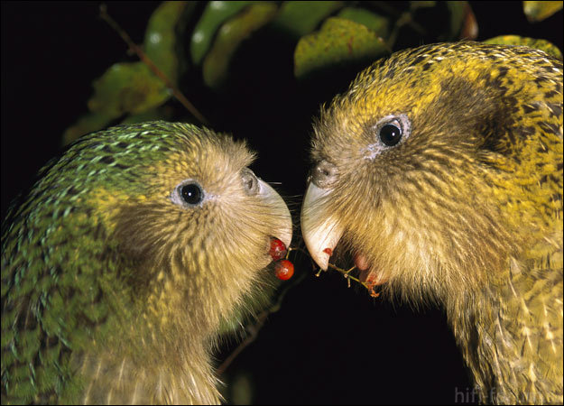 kakapo-parrot