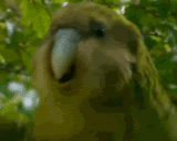 kakapoooo