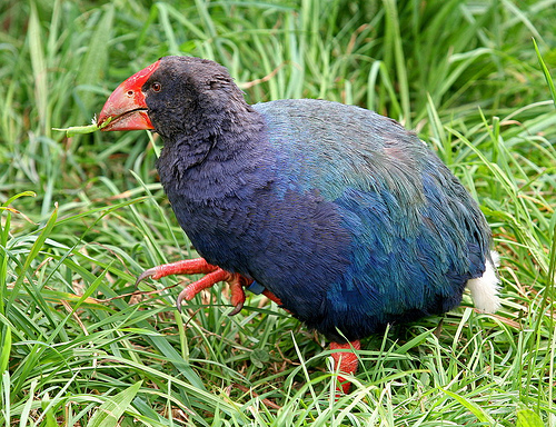 Vogel