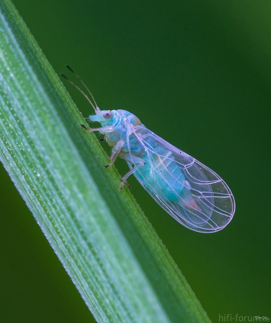 2mm Tierchen