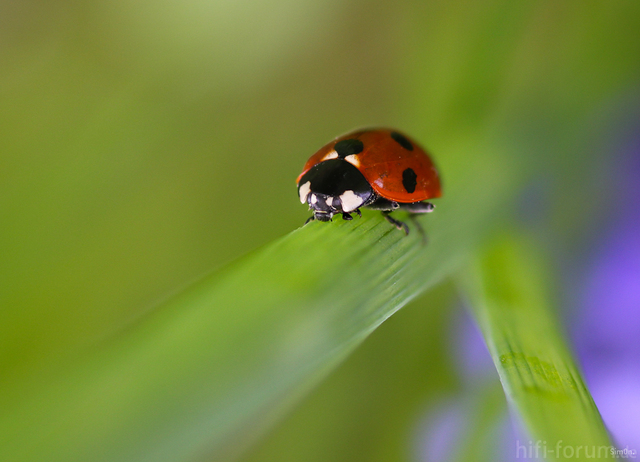 Ladybird ii