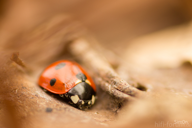 Ladybird