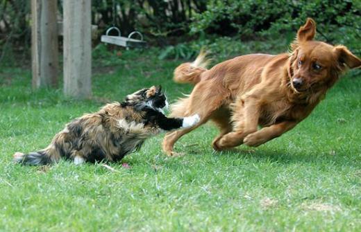 16050 Katze Jagt Hund