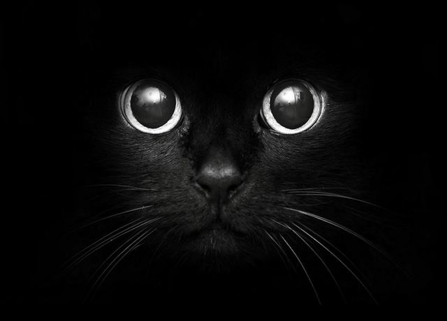 Black-cat-face