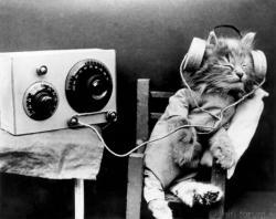 cat-music