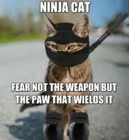 Cat-ninja-pow