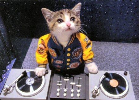 Cat's DJ