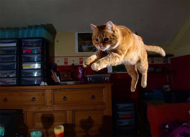 Fliegende Katze