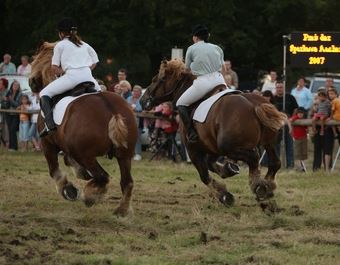 Kaltblterrennen