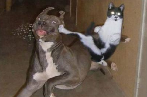 Katze Jagt Hund