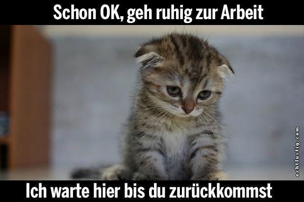 Katze Traurig