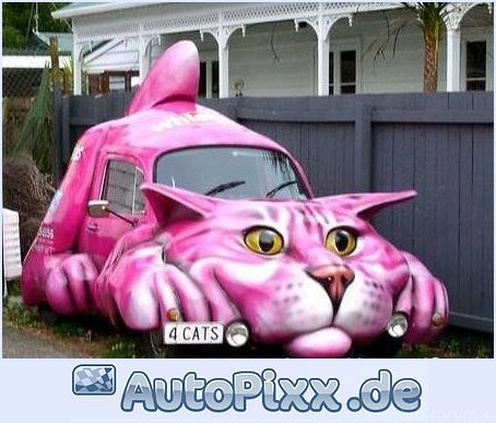 Katzen Auto