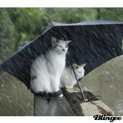 Katzen Im Regen