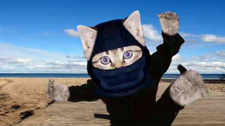 Katzen-Ninja