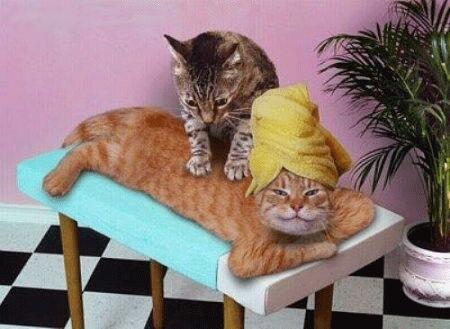 Katzen Wellness