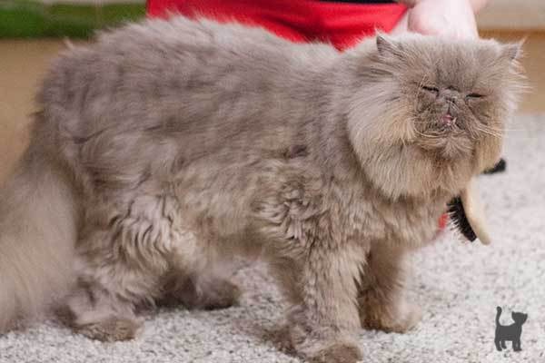 Long-haired-cat