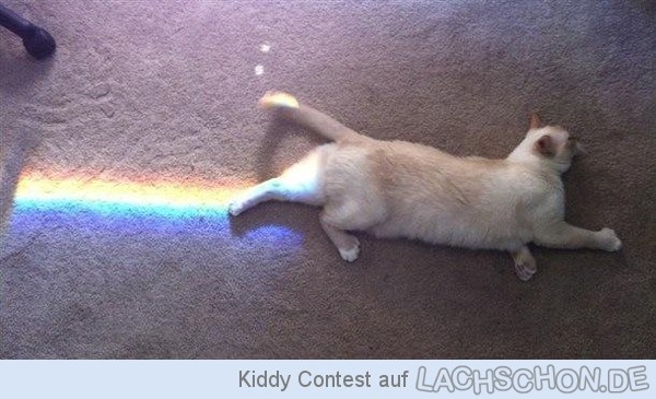 rainbow-cat