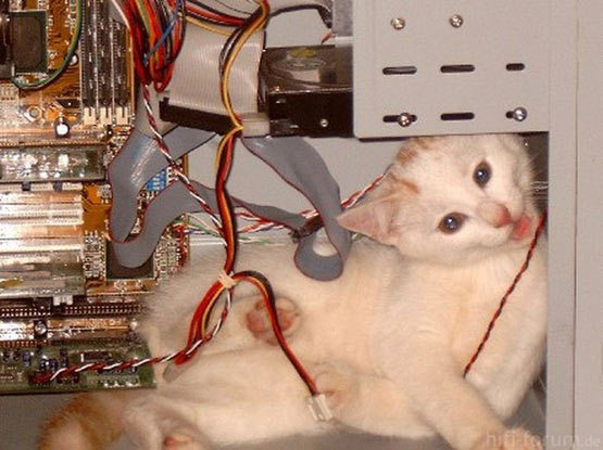 repaircat