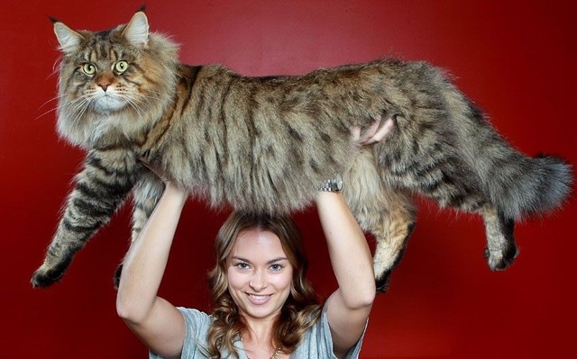 Riesen Maine-Coon