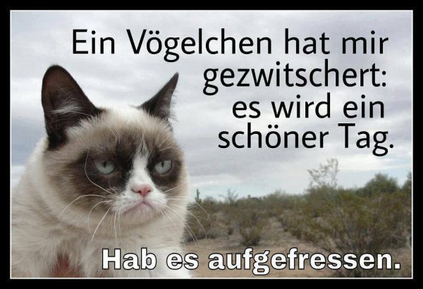 Vögelchen Hat Gezwitschert