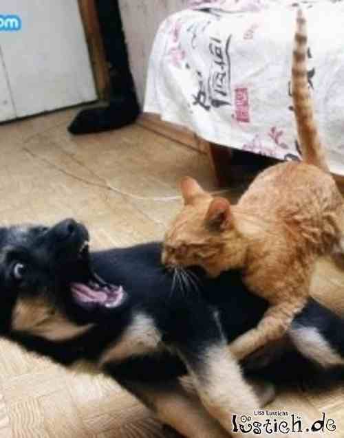 16681-angriff-der-killer-katze_55980