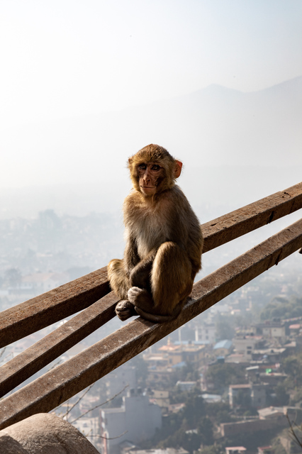 Affe in Kathmandu