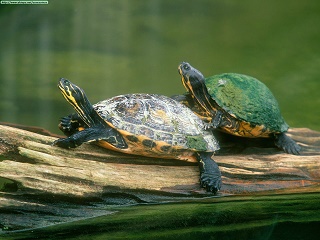 Turtles Turtles 6007158 1600 1200
