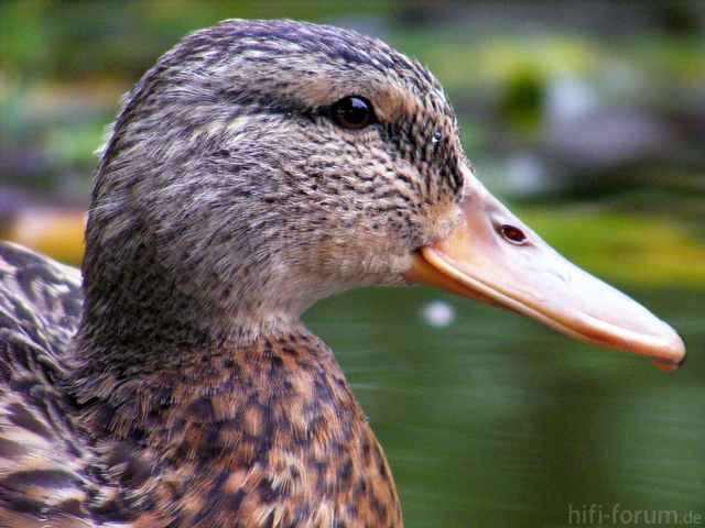 Ente