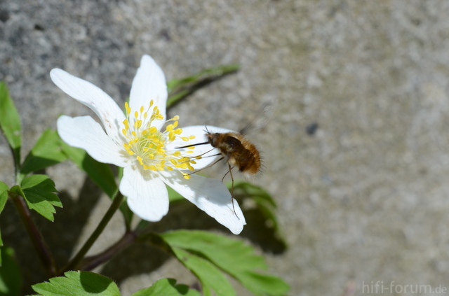 Blümchen Mit Besucher