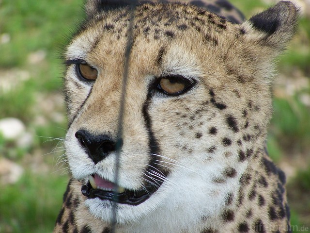 Gepard