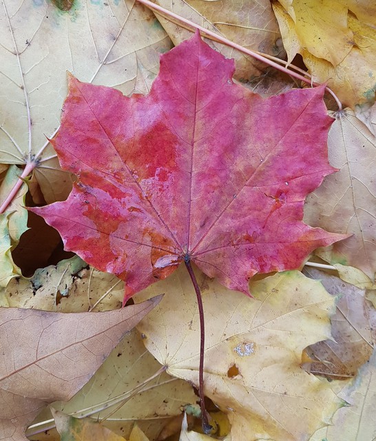 Roter Oktober