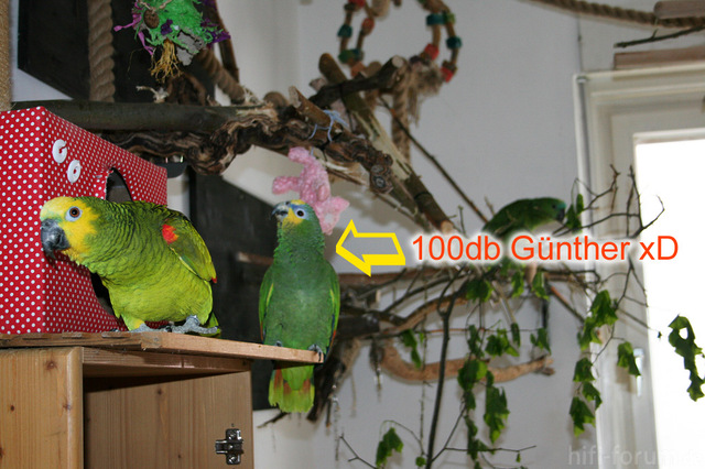 100db Günther