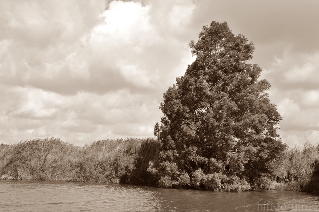 Nordsee Baum Sepia