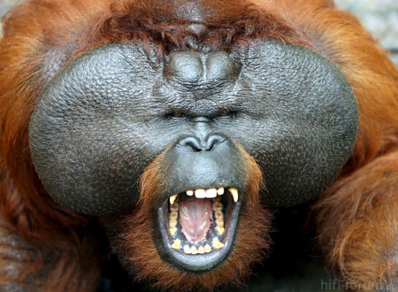 OrangUtan Ungry