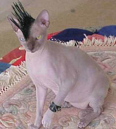 punk-katze