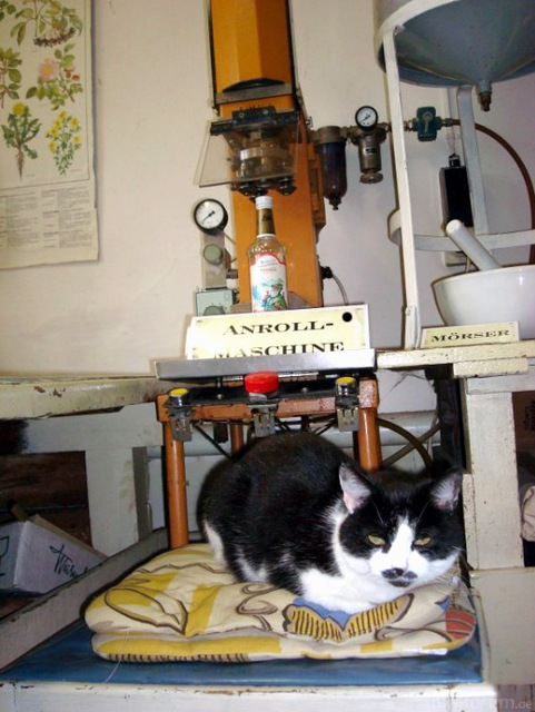 Anrollmaschine Katze2