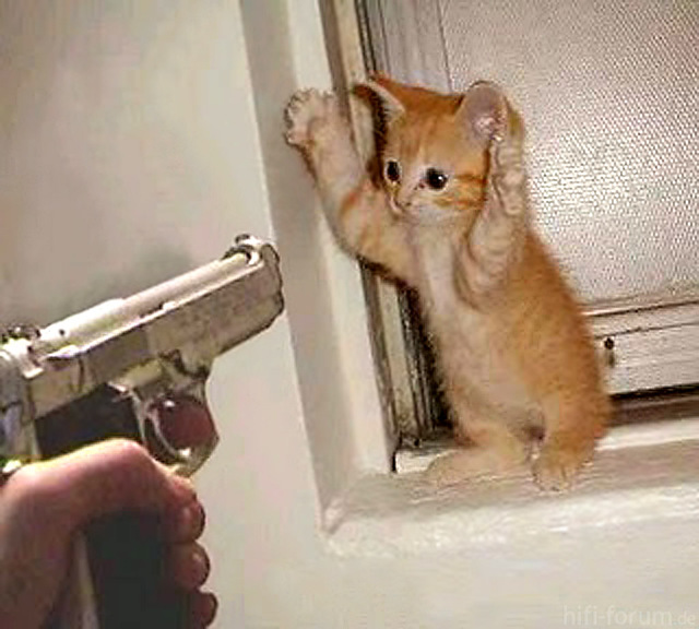handsupcat-1a