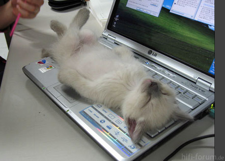 Katze Tastatur2