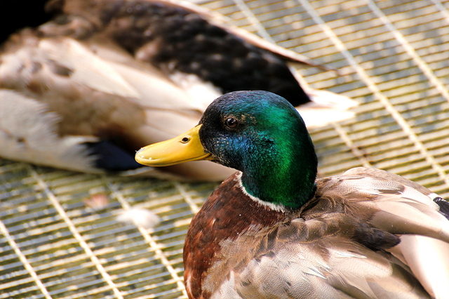 duck