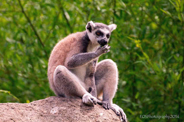 Hungriger Lemur