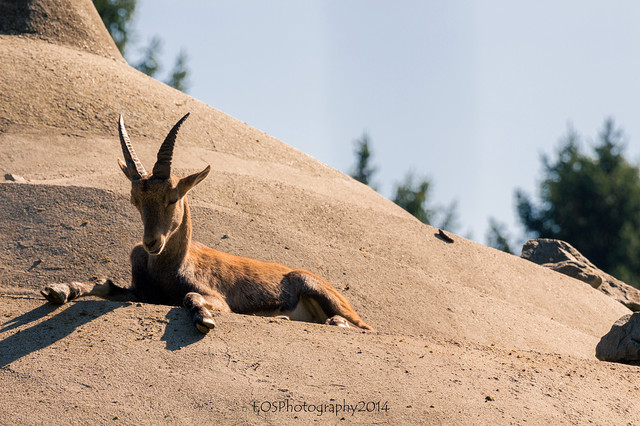 Steinbock