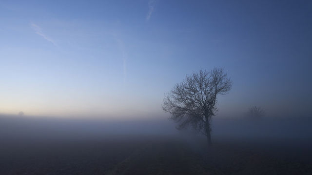 baum im nebel