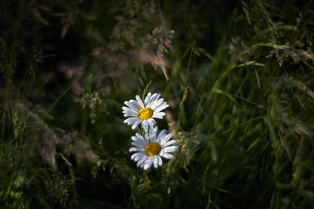 Margeritenlicht