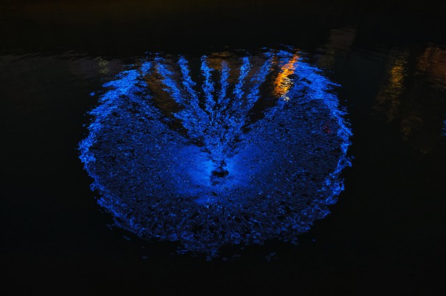 50916028072 52d976c9c2 4k