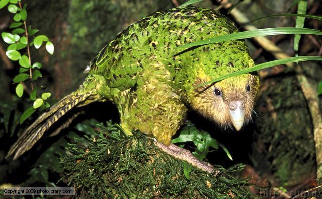 Kakapo 1