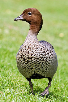 220px-Australian_wood_duck_-_male