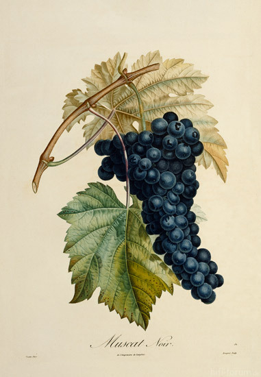 blaue_traube_muscat