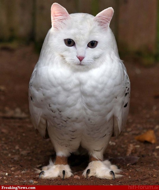 Cat Owl  89676